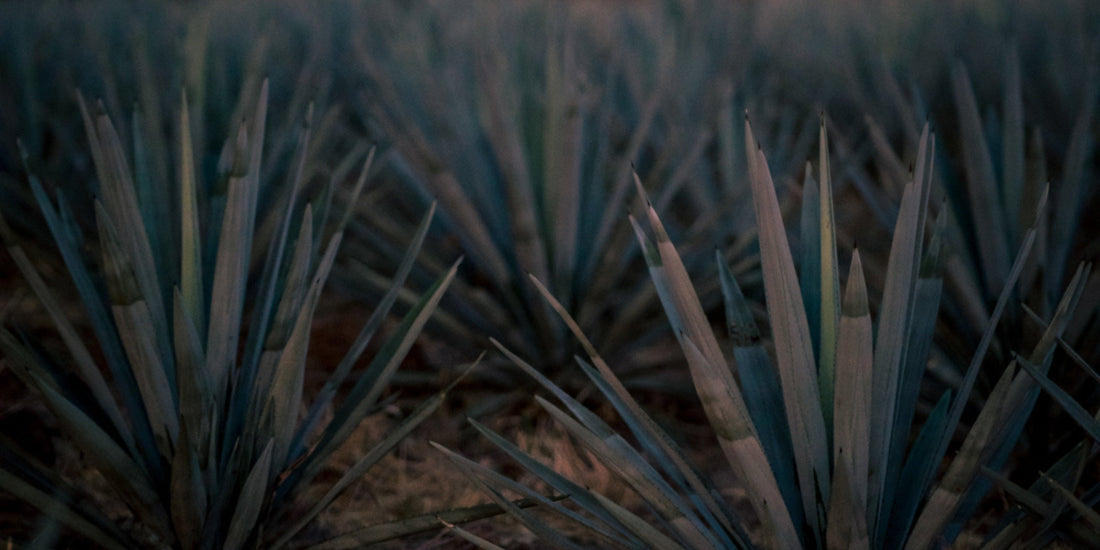 Mother Earth Makes Damn Good Tequila (You're Welcome)