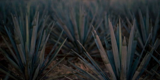 Mother Earth Makes Damn Good Tequila (You're Welcome)